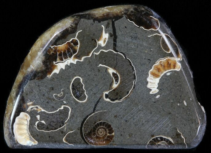 Polished Ammonite Fossil Slab - Marston Magna Marble #63811